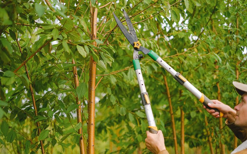 Tree trimming in Barnard, MO